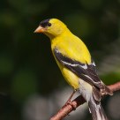American Goldfinch
